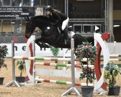 Springpferd Jazz Polina K Z (Zangersheide Reitpferd, 2012, von Jazz de Coquerie)