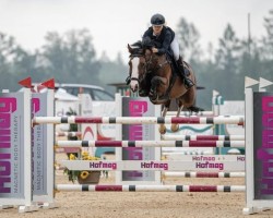 jumper Jellow Sih (KWPN (Royal Dutch Sporthorse), 2014, from Action-Breaker)