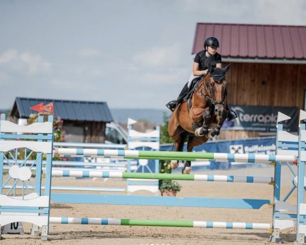 jumper Ambra (German Sport Horse,  , from Action-Breaker)