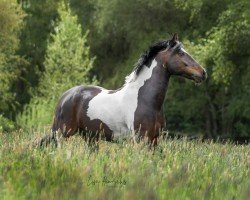 dressage horse Blues Balou (Pinto / Small Riding Horse, 2007, from Blues Heaven)