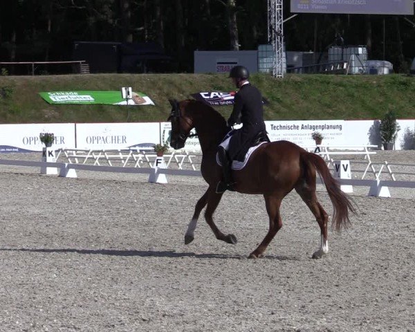 Reitturnier Holschdubrau 2025