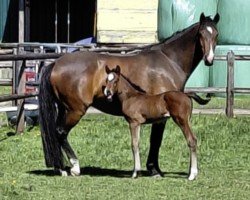 broodmare Klasse Calida (Holsteiner, 2017, from Calido I)
