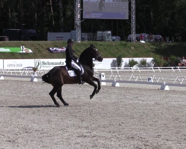 Reitturnier Holschdubrau 2025