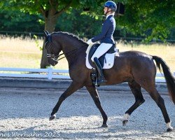 Dressurpferd Bretton´s Brentino (Hannoveraner, 2014, von Bretton Woods)