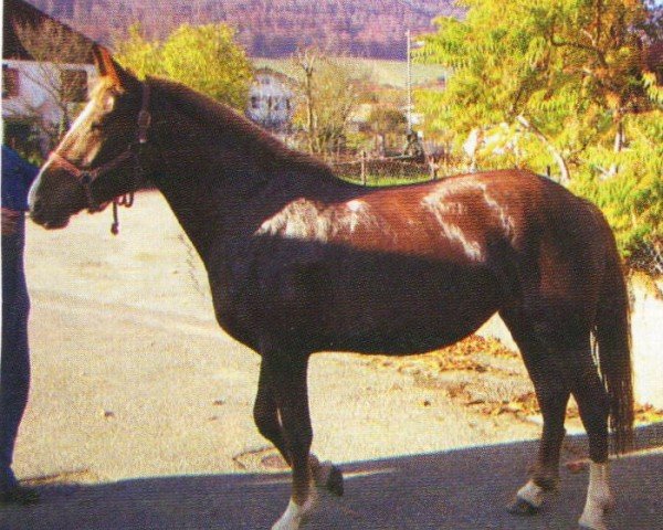 horse Halline (Freiberger, 2004, from Herkules II)