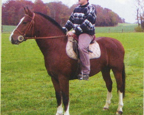 Pferd Qualvaro (Freiberger, 2004, von Quesac CH)