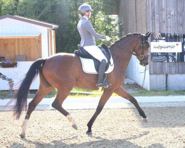 Pferd Damon's Amour ANW (Österreichisches Warmblut, 2021, von San Amour I)