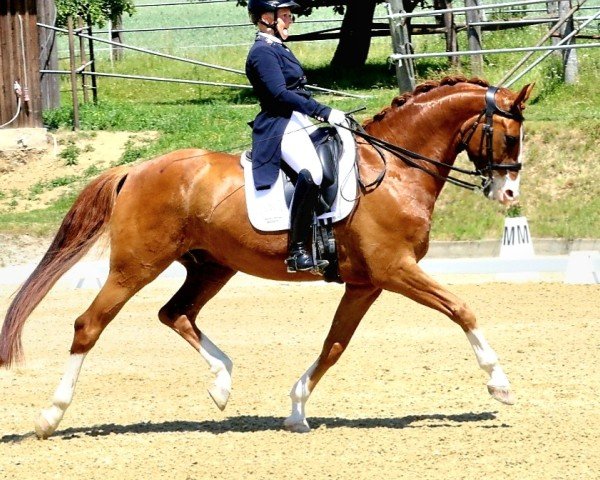 dressage horse Sir Hugo ANW (Westphalian, 2018, from Sir Heinrich OLD) dressage horse Sir Hugo ANW (Westphalian, 2018, from Sir Heinrich OLD)