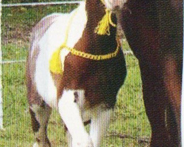 horse Salome Bint Shezir (Pintabian, 2007, from Shezir)