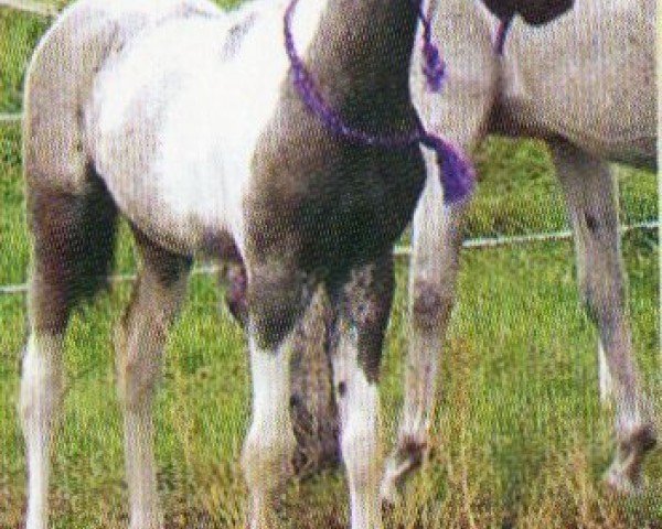 horse Sulaika Bint Shezir (Pintabian, 2007, from Shezir)