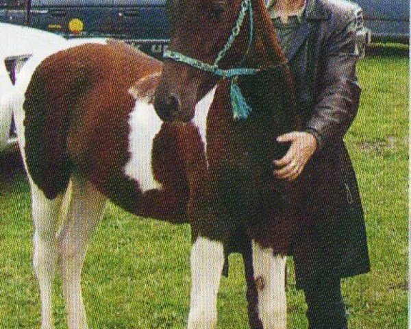 horse Silas Ibn Towa (Pinto / Pony, 2007, from Shezir)