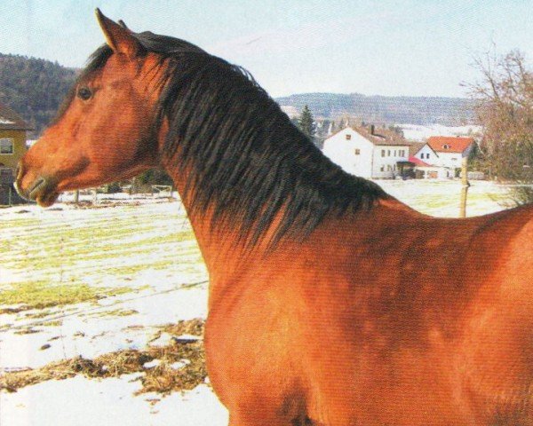 Pferd Casanova (Araber, 2002, von Psyches Ambassador ox)