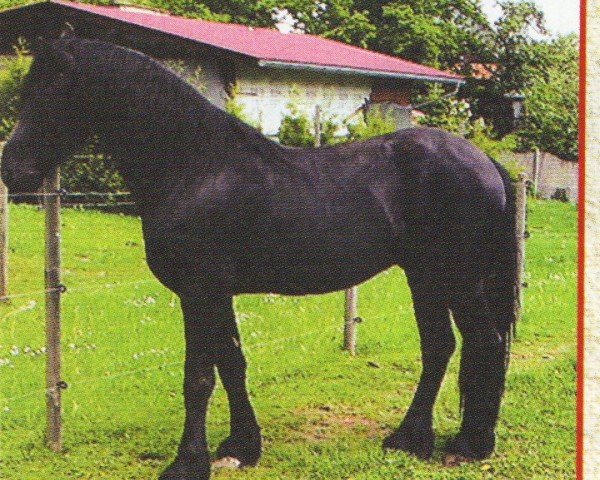 horse Jasper 182 (Friese, 2003, from Rintse 386)