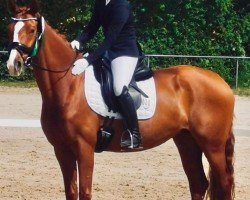 Cavallo da Dressage Fine De Claire (Hannoveriano, 2016, di Fürsten-Look)