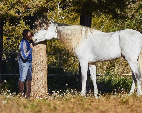 Dressurpferd Oro III (Pura Raza Espanola (PRE), 2012, von Bandolero LXVII)
