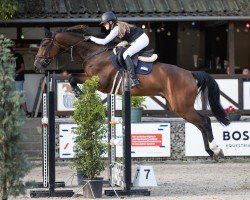 Springpferd Karibo 6 (Holsteiner, 2018, von Kannan)