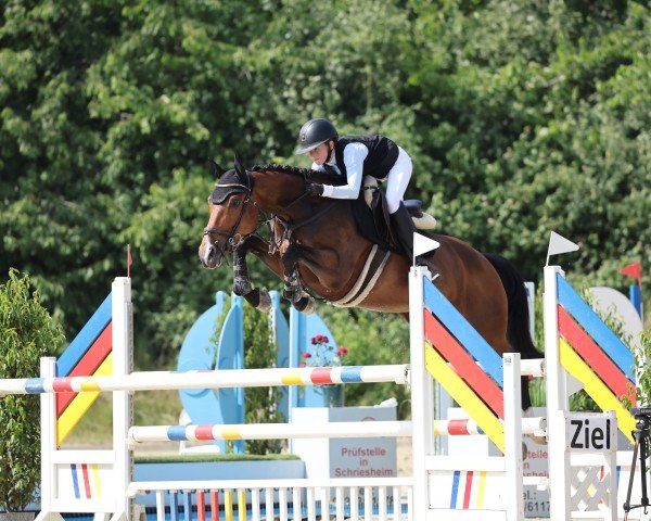 Broodmare Kaschira (Holsteiner, 2017, from Kannan)