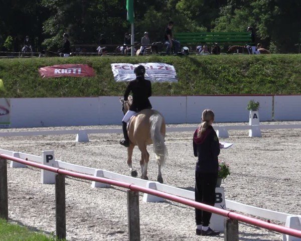 Reitturnier Holschdubrau 2025
