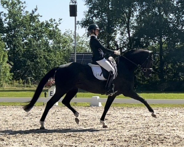 Dressurpferd Djamilo B (Westfale, 2019, von DeLorean)