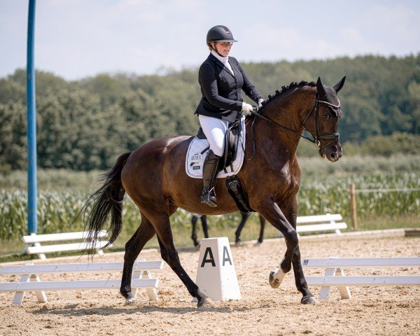 Dressurpferd Lady Melrose BH (Anglo Europäisches Sportpferd, 2016, von Hero)