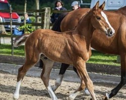 horse Maverick (Holsteiner, 2024, from Million Dollar)