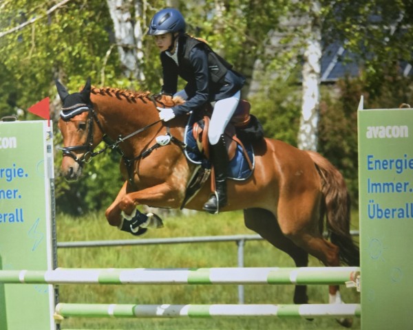 Springpferd Macchiatos Mucki (Deutsches Reitpony, 2018, von Macchiato)