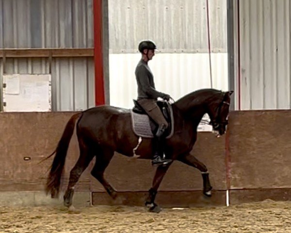 horse Viva d'Oro (Hanoverian, 2021, from Viva Gold OLD)