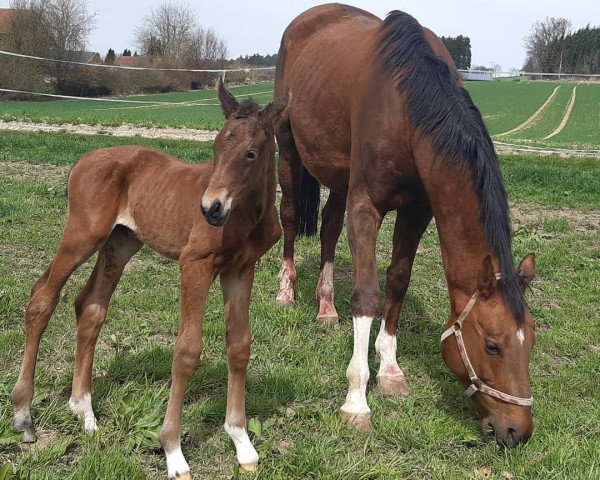 broodmare La Vida Loca K (German Sport Horse, 2021, from For Gold OLD)