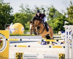 Springpferd Nick Nack Z (Zangersheide Reitpferd, 2017, von Niack de L'Abbaye)