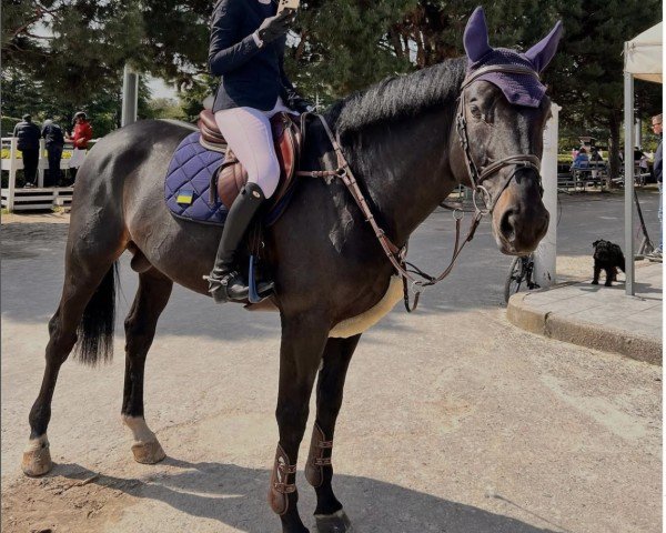 jumper Kanny One (Oldenburg show jumper, 2017, from Kannan)