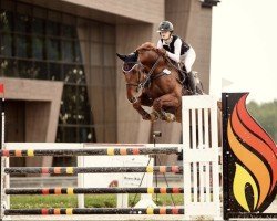 jumper Pancher Boy (KWPN (Royal Dutch Sporthorse), 2012)
