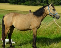 horse Golden Dream Boy DJ (German Riding Pony, 2024, from Golden Grey NRW)