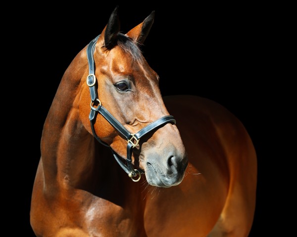 Springpferd Simply Sylvie (Westfale, 2012, von Sanjoy)