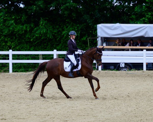 Pferd Vaiana (Hannoveraner, 2020, von Venano)