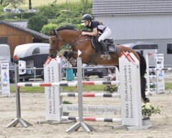 Zuchtstute Cimmy N (Oldenburger Springpferd, 2016, von Colman)