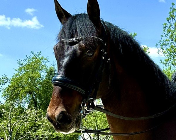 Pferd Kalungo de Indalo (Pura Raza Espanola (PRE), 2019)