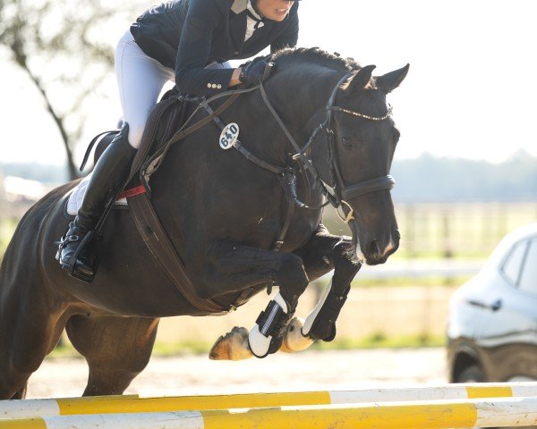 Springpferd Kilady (KWPN (Niederländisches Warmblut), 2015, von Bodinus)