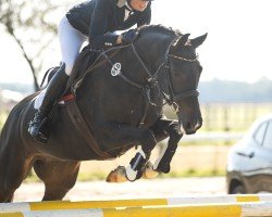 jumper Kilady (KWPN (Royal Dutch Sporthorse), 2015, from Bodinus)