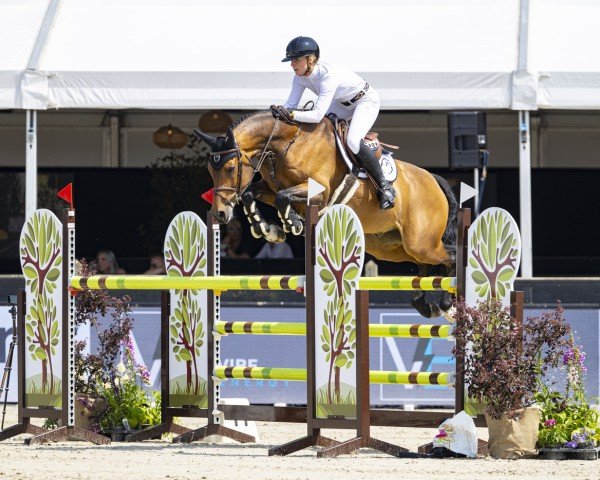 Springpferd Cacao 11 (Hannoveraner, 2018, von Chacco's Son II)