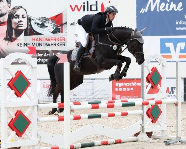 jumper Victoria 134 (Swiss Warmblood, 2020, from Dominator 2000 Z)