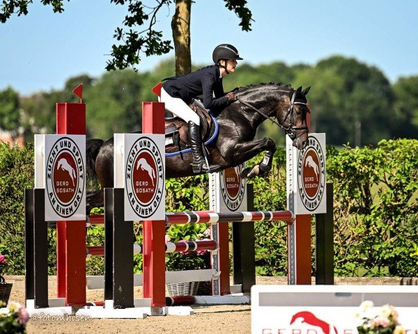 stallion Kayne 4 (German Riding Pony, 2020, from Kent Nagano WE)