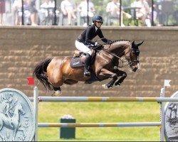 Springpferd Jagger HX (KWPN (Niederländisches Warmblut), 2014, von Ustinov)
