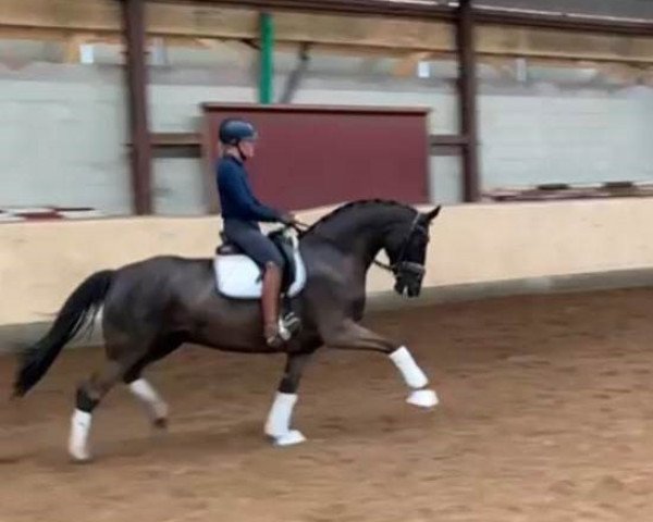 Pferd Dancing Queen B 4 (Hannoveraner, 2015, von Dancier)
