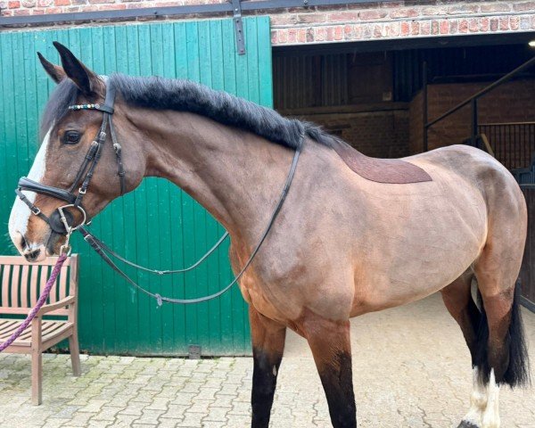Pferd Odalma (KWPN (Niederländisches Warmblut), 2019, von Ipsthar)