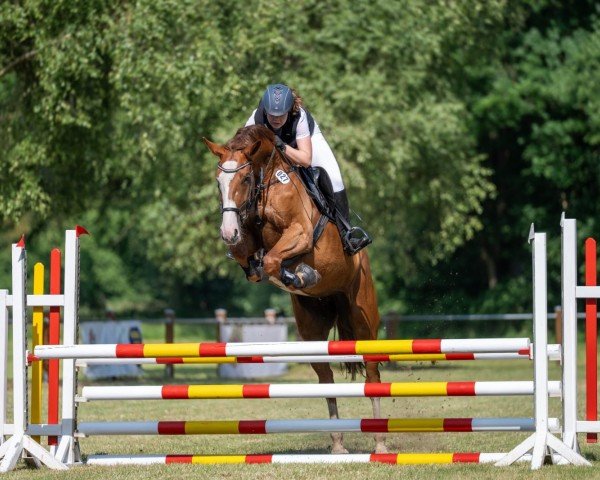 jumper Balourida G (Hanoverian, 2017, from Balou Peggio)