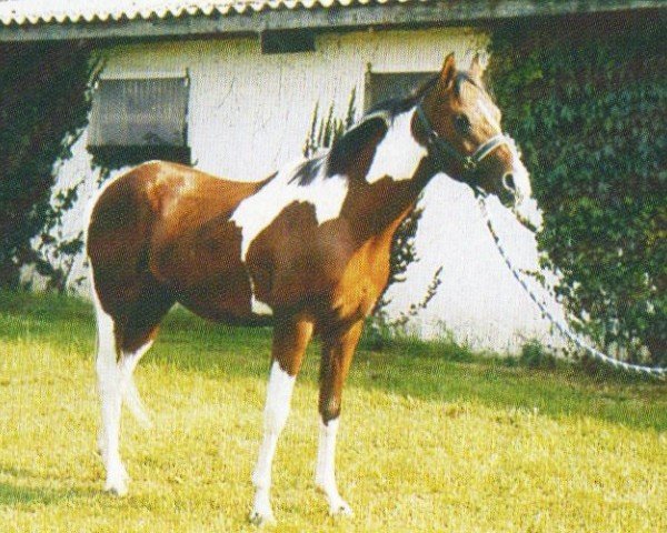 horse Sam (Pintabian, 2002, from Sjapoer ox)