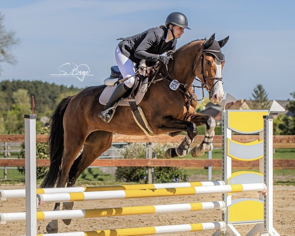Springpferd Novalie (Holsteiner, 2020, von Million Dollar)