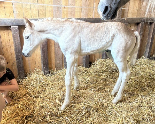 foal by Frühlingshexe (Haflinger, 2025, from Ariat)