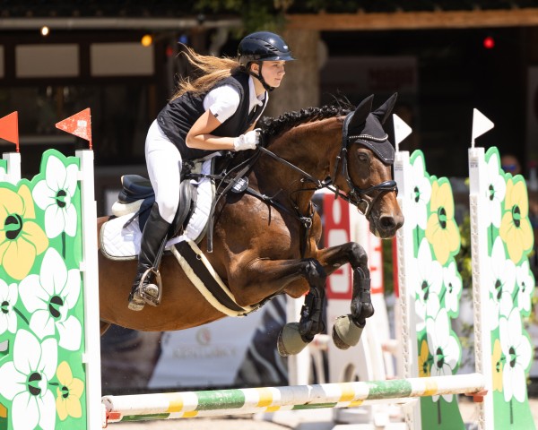 Zuchtstute Sunrise 157 (Hannoveraner, 2013, von Show Star)