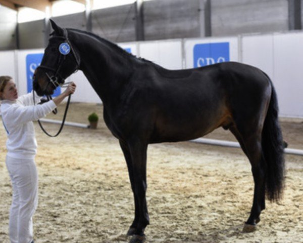 horse Diamant de Cour Horseidon (Westphalian, 2019, from Diacontinus)